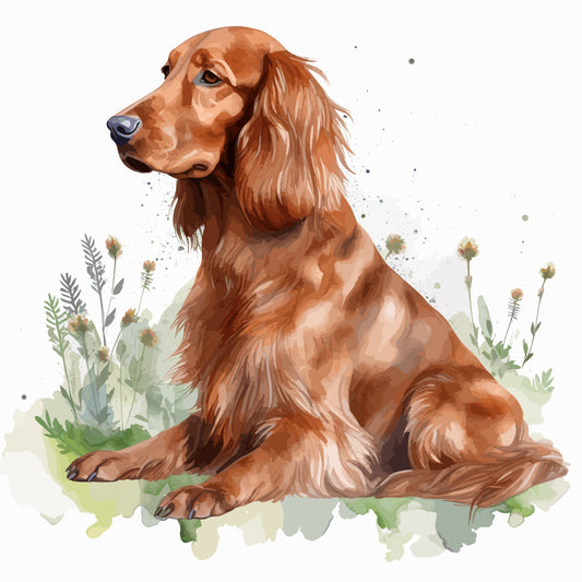 Irish Setter 7