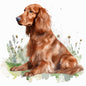 Irish Setter 7