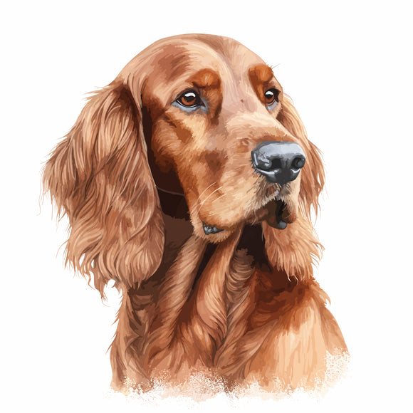 Irish Setter 8