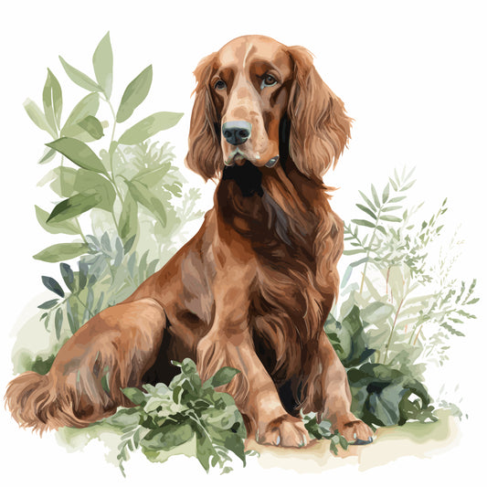 Irish Setter 9