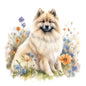 Keeshond 2
