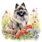 Keeshond 3