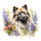 Keeshond 4