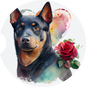 Australian Kelpie 1