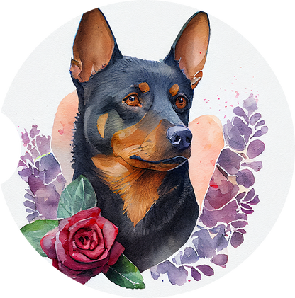 Australian Kelpie Pictures