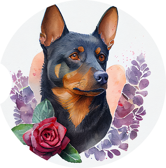 Australian Kelpie 3