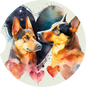 Australian Kelpie 5