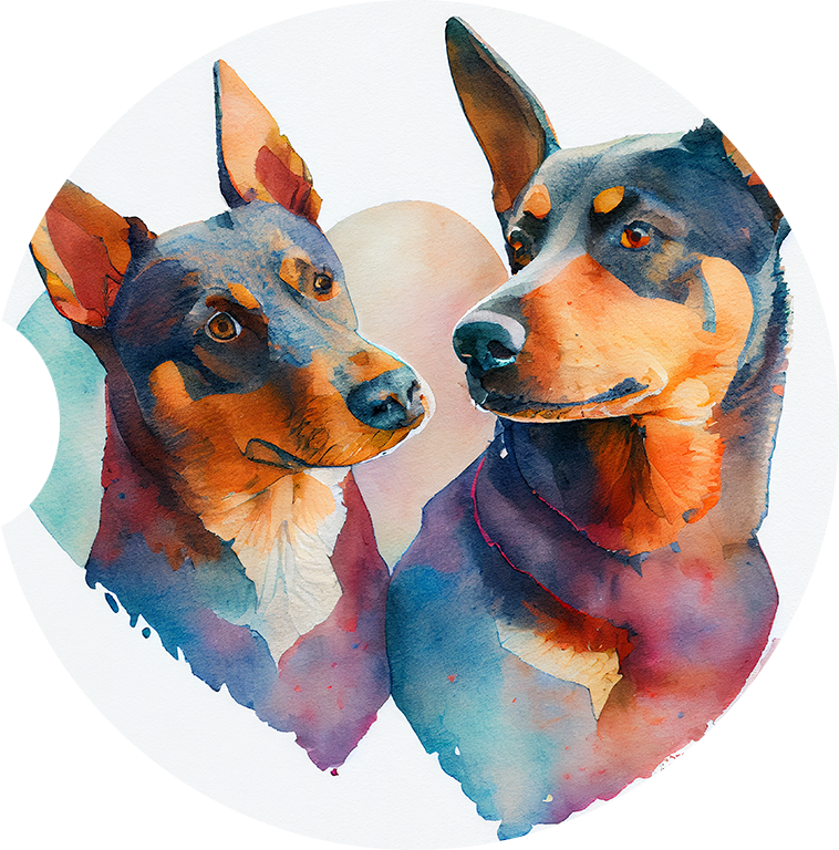 Australian Kelpie 6