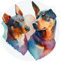 Australian Kelpie 6