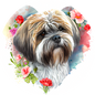 Lhasa Apso 1