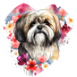 Lhasa Apso 2