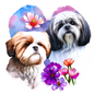 Lhasa Apso 4