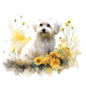 Maltese 3
