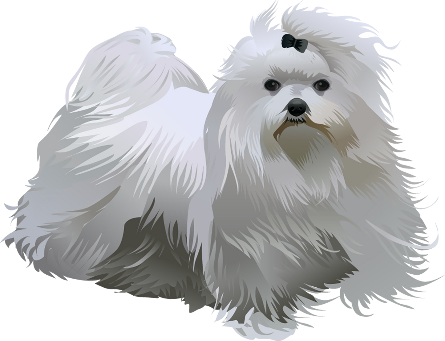 Maltese 5