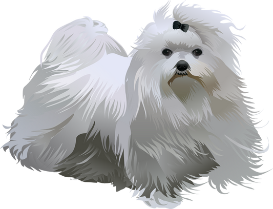Maltese 5