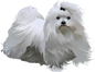 Maltese 5
