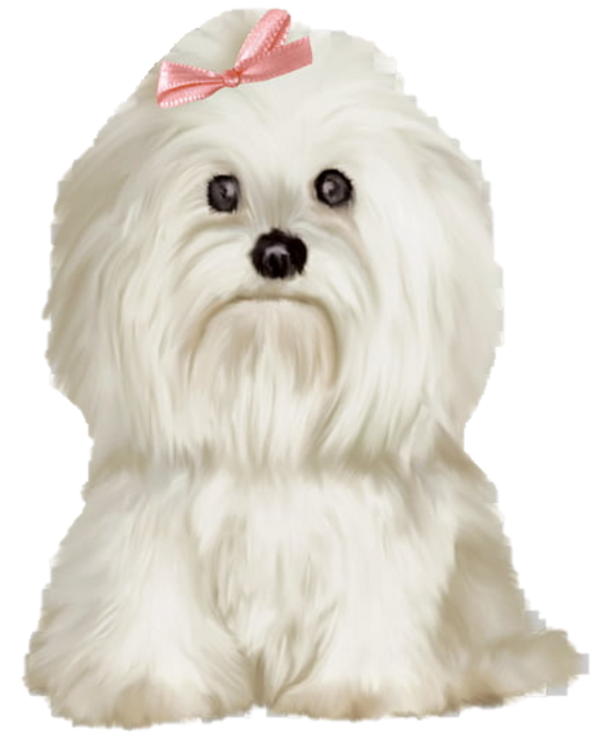 Maltese 6