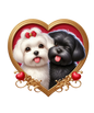 Maltese 8
