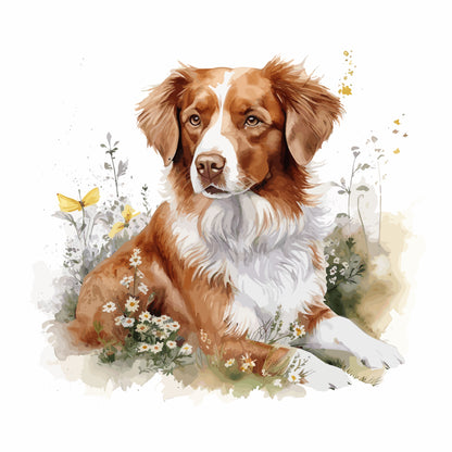 Nova Scotia Duck Tolling Retriever 3