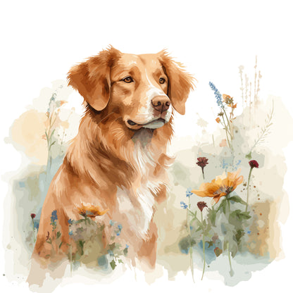 Nova Scotia Duck Tolling Retriever 8