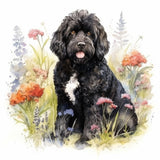 Portuguese Water Dog 2