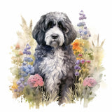 Portuguese Water Dog 3