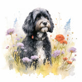 Portuguese Water Dog 6