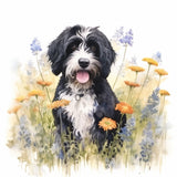 Portuguese Water Dog 7