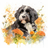 Portuguese Water Dog 8