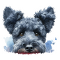 Pumi 1
