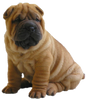 Sharpei 3