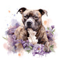 Staffordshire Bull Terrier 3