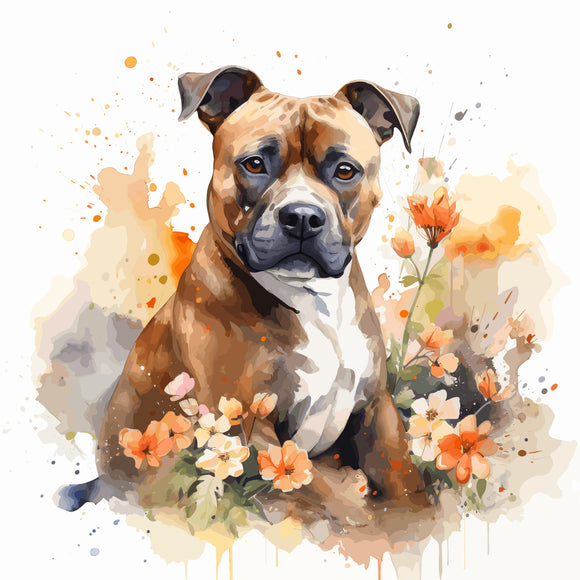 Staffordshire Bull Terrier 6