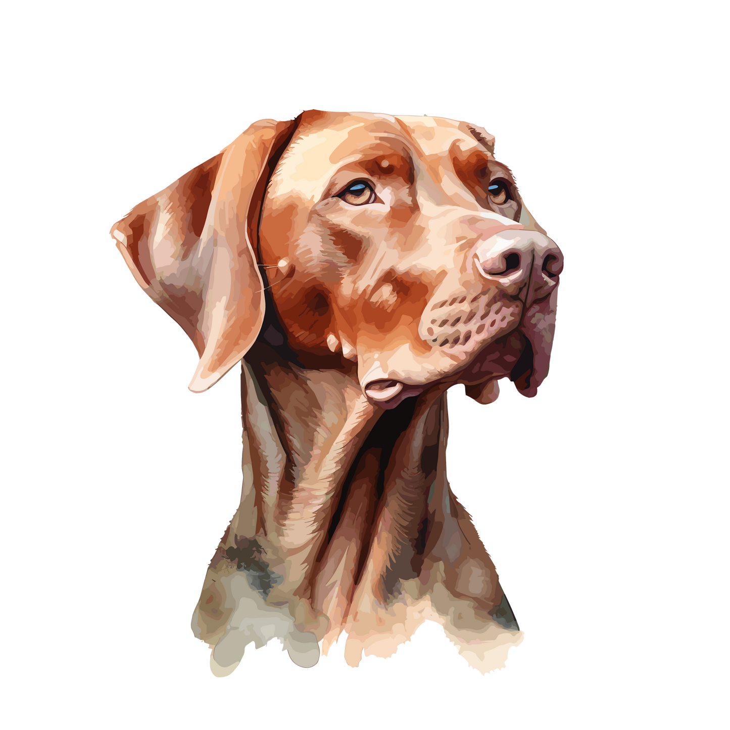 Hungarian Vizla 1