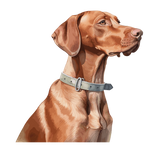 Hungarian Vizla 5