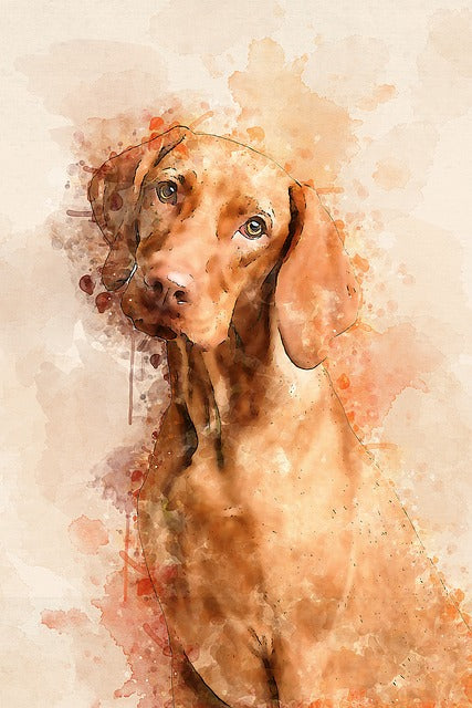 Hungarian Vizla 7