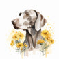 Weimaraner 10