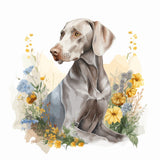 Weimaraner 1