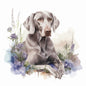 Weimaraner 4