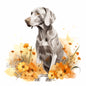 Weimaraner 9