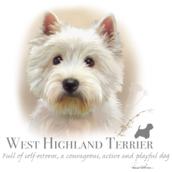 West Highland White Terrier 6