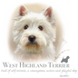West Highland White Terrier 6