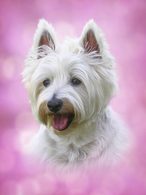 West Highland White Terrier 7