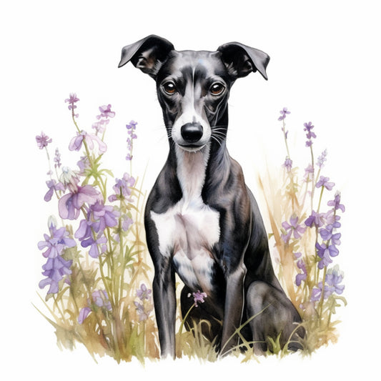 Whippet 1