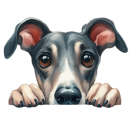 Whippet 14