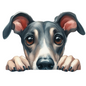 Whippet 14