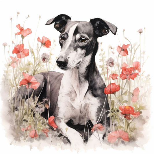 Whippet 2