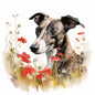 Whippet 3