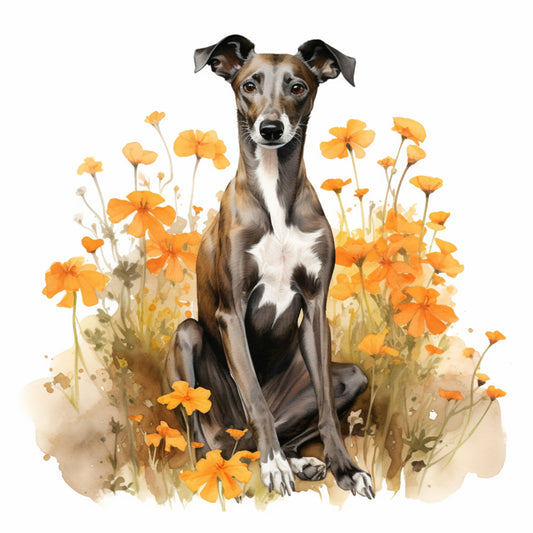 Whippet 4