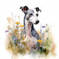 Whippet 9